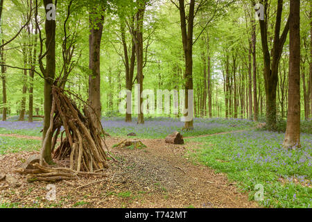 Schöne Bluebell Woods in Wiltshire, England Stockfoto