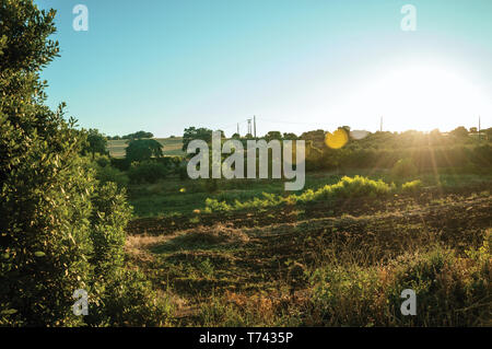 Ländliche Landschaft mit Büschen und Bäumen neben einem gepflügten Boden bei Sonnenuntergang, auf einem Bauernhof in der Nähe von Elvas. Eine liebenswürdige Stadt am östlichsten Grenze von Portugal Stockfoto