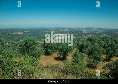 Landschaft mit grünen Olivenbäumen auf hohen Hügel in einem Bauernhof von evoramonte. Eine kleine befestigte Gemeinde mit einer alten Burg in Portugal. Stockfoto