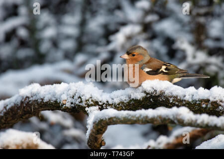 Ein Porträt Profil eines männlichen Buchfink sitzt auf einem schneebedeckten Zweig gehockt Stockfoto