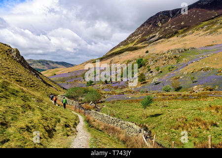 Wanderer auf Rannerdale mit der bluebells in voller Blüte Stockfoto