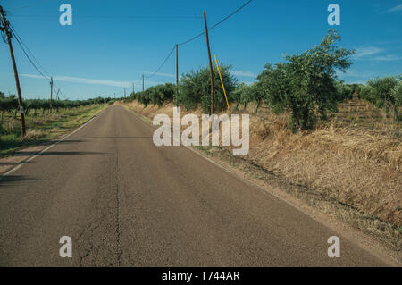 Landstraße am Sunset neben Bauernhöfe mit grünen Obstgarten von Olivenbäumen, in der Nähe von Elvas. Eine liebenswürdige Stadt am östlichsten Grenze von Portugal. Stockfoto