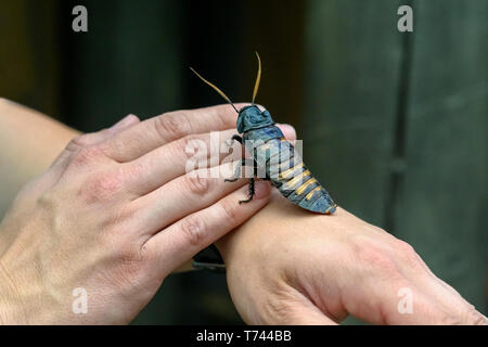 Menschliche Hände, die männlichen Madagaskar zischen Küchenschabe, (Gromphadorhina Portentosa), Freistellungspfad Stockfoto