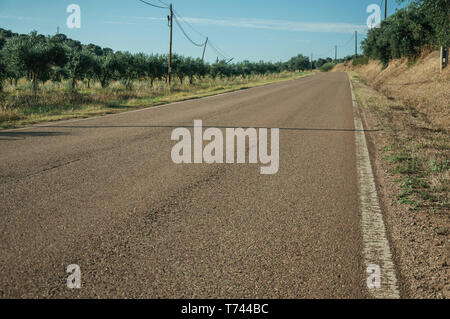 Landstraße am Sunset neben Bauernhöfe mit grünen Obstgarten von Olivenbäumen, in der Nähe von Elvas. Eine liebenswürdige Stadt am östlichsten Grenze von Portugal. Stockfoto