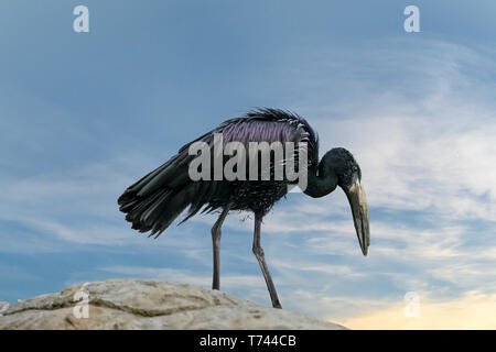 Afrikanische openbill Stork (Anastomus lamelligerus) stehen auf Rock, Himmel Hintergrund Stockfoto