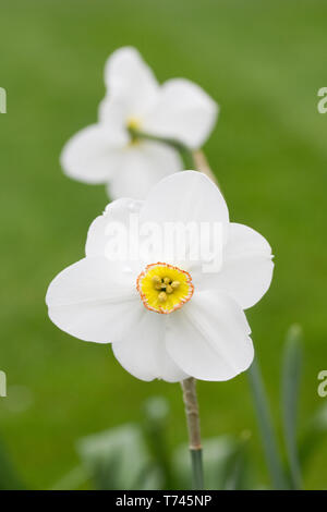 Narcissus Poeticus wächst in einem englischen Garten. Stockfoto