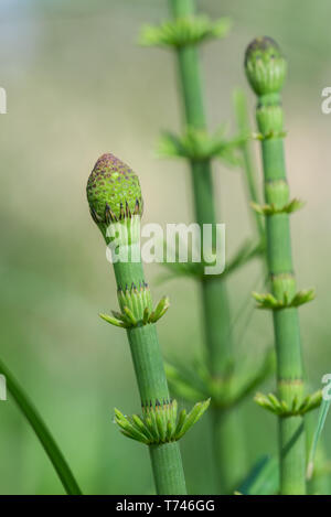 Feder equisetum fluviatile, Wasser Schachtelhalm, Sumpf Schachtelhalm Makro Stockfoto