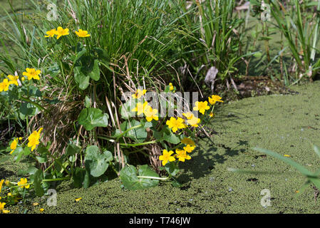 Caltha palustris, Marsh - Ringelblume, kingcup gelbe Blüten an einem sonnigen Tag Stockfoto