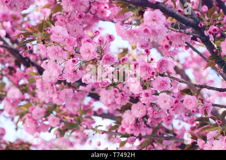 Niederlassungen der blühenden pink Sakura (flowering cherry) auf dem Baum im Frühling Stockfoto