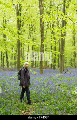 Reife Frau wandern in Buche Wald unter Bluebells, Hyacinthoides non-scripta, Sussex, UK, April Stockfoto