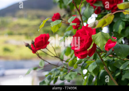 Rote frische Blumen Rosen auf einem Busch im Garten vor dem Hintergrund der Berghang und blauer Himmel Stockfoto