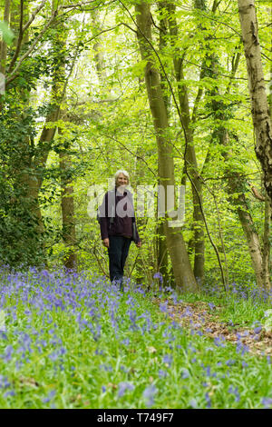 Reife Frau Wandern in Wäldern unter Bluebells, Hyacinthoides non-scripta, Sussex, UK, April Stockfoto