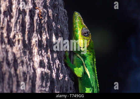 Knight anole (Anolis equestris) oder Kubanischen kight anole - Green Cay Feuchtgebiete, Boynton Beach, Florida, USA Stockfoto