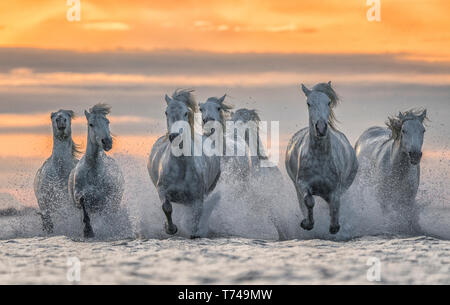 Weiße Pferde der Camargue, die aus dem Wasser; Camargue, Frankreich Stockfoto