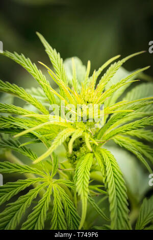 Nahaufnahme eines jungen männlichen Cannabis Pflanzen und Blumen; Marina, Kalifornien, Vereinigte Staaten von Amerika Stockfoto