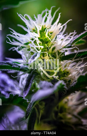 Nahaufnahme einer Reifung cannabis Pflanzen und Blumen mit sichtbaren Trichome; Marina, Kalifornien, Vereinigte Staaten von Amerika Stockfoto