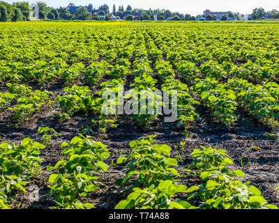 Ernte von Pflanzen mit üppigen grünen Laub wächst in fruchtbaren Boden; Ottawa, Ontario, Kanada Stockfoto