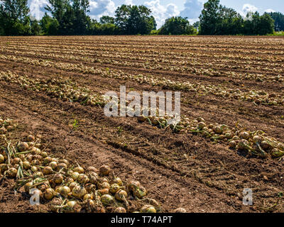 Geernteten Zwiebeln in einem Feld; Nova Scotia, Kanada Stockfoto