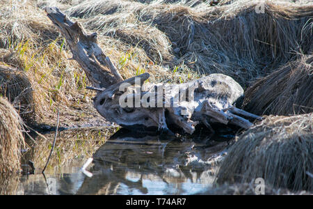 Treibholz durch den Teich. Stockfoto