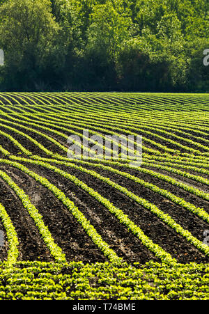 Reihen von jungen Sojapflanzen in einem rollenden Feld glühen mit dem Licht der frühen Morgensonne; Vineland, Ontario, Kanada Stockfoto