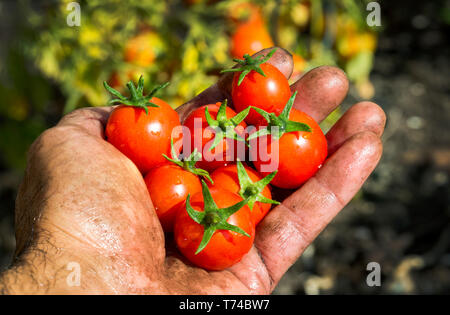 Nahaufnahme einer verschmutzte Hand des Männlichen mit Cherry Tomaten aus der Weinstock im Garten gefüllt; Calgary, Alberta, Kanada Stockfoto