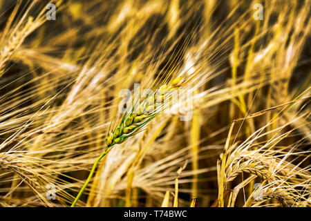 Nahaufnahme einer unreifen Gerste Kopf in eine reife Golden Gerstenfeld, südlich von Calgary, Alberta, Kanada Stockfoto