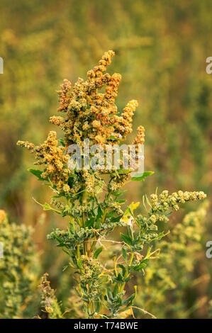 Nahaufnahme einer Quinoa Pflanze im Feld; Erickson, Manitoba, Kanada Stockfoto