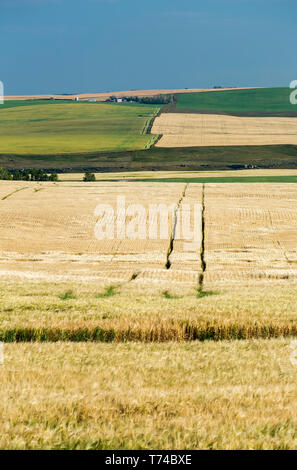 Goldene Gerste Feld mit grünen und goldenen Felder auf sanften Hügeln und blauer Himmel im Hintergrund, westlich von Airdrie; Alberta, Kanada Stockfoto