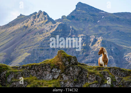Islandpferde in die raue Landschaft von Island ; Island Stockfoto