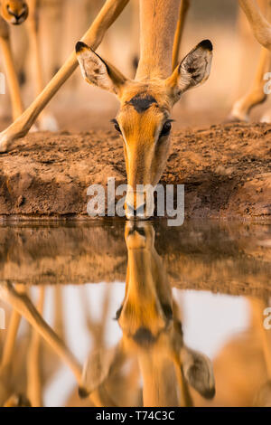 Impala (Aepyceros melampus) Trinkwasser mit der Reflexion, die in der Oberfläche des Teiches, Mashatu Game Reserve; Botswana Stockfoto