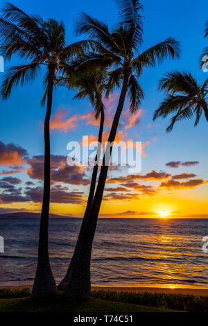 Die Sonne durch Silhouette Palmen, Wailea, Maui, Hawaii, Vereinigte Staaten von Amerika Stockfoto