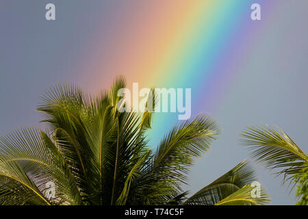 Nahaufnahme einer Regenbogen hinter einer Palme; Wailea, Maui, Hawaii, Vereinigte Staaten von Amerika Stockfoto