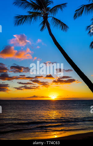 Die Sonne durch Silhouette Palmen, Wailea, Maui, Hawaii, Vereinigte Staaten von Amerika Stockfoto