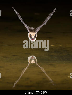 Blassen Bat (Antrozous pallidus) Fliegen über Wasser mit der Reflexion in der Oberfläche, Arizona, Vereinigte Staaten von Amerika Stockfoto