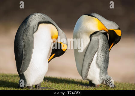 Zwei Königspinguine (Aptenodytes patagonicus) schlafend; Hals, Saunders Island, Falkland Inseln Stockfoto