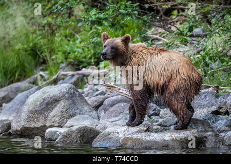 Grizzly Bear (Ursus arctos horribilus) entlang der Küste von Taku River; Atlin in British Columbia, Kanada Stockfoto