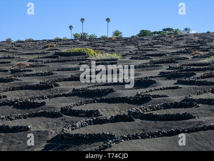 Drei Palmen am Hang, oberhalb Windschutz Steinmauer Schutz für Weinreben auf Vulkanlandschaft, Lanzarote, Kanarische Inseln, Spanien Stockfoto