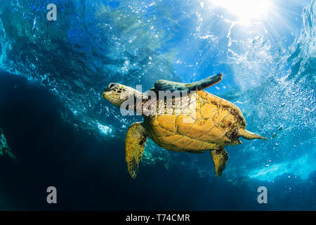 Hawaiian Grüne Meeresschildkröte (Chelonia mydas) Schwimmen im klaren, blauen Wasser mit Sunburst; Makena, Maui, Hawaii, Vereinigte Staaten von Amerika Stockfoto