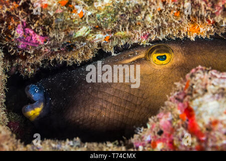 Drückerfisch (Balistidae) versteckt sich im Riff, Maui, Hawaii, Vereinigte Staaten von Amerika Stockfoto