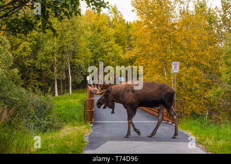 Der große Bullenelch (Alces alces), der von Einheimischen als „Hook“ bekannt ist, wird während der Brunftzeit auf dem Tony Knowles Coastal Trail in Kincaid Pa... Stockfoto