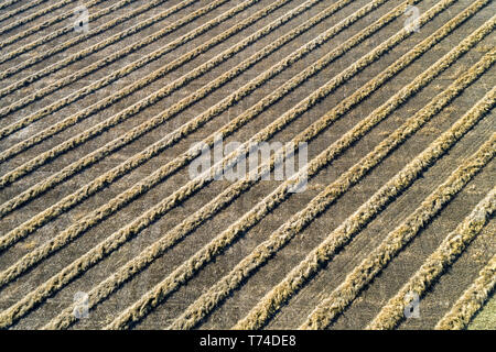 Eine grafische Darstellung der Linien von Raps in einem Feld, westlich von Beiseker, Alberta, Kanada Stockfoto