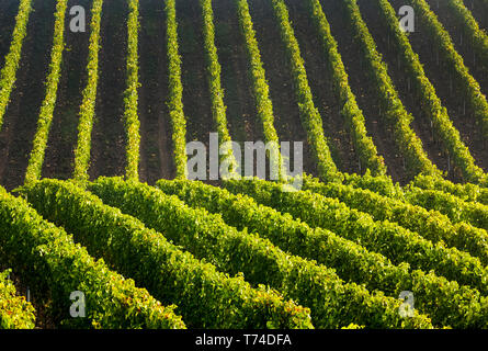 Linien der Reihen von Weinstöcken auf einem hügeligen Hang; Remich, Luxemburg Stockfoto