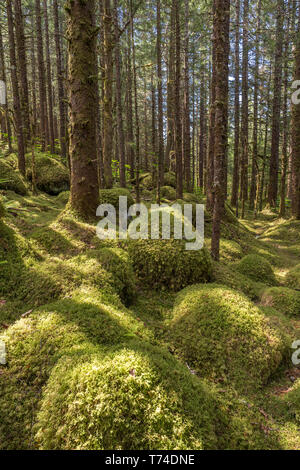 Alte Wachstum Wald mit Sitka-Fichte (Picea sitchensis) und Hemlocktannen (tsuga), Tongass National Forest, Southeast Alaska Stockfoto