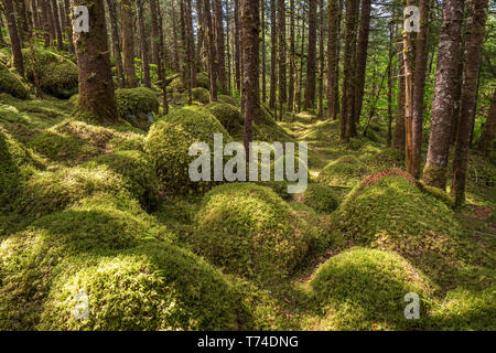 Alte Wachstum Wald mit Sitka-Fichte (Picea sitchensis) und Hemlocktannen (tsuga), Tongass National Forest, Southeast Alaska Stockfoto
