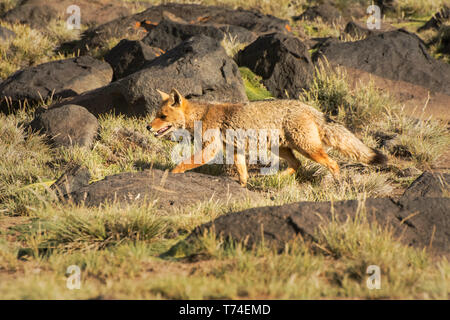 Ein patagonischen Fuchs (Lycalopex griseus) läuft über das Bild von Rechts im warmen Licht eines späten Nachmittag; Mendoza, Argentinien links Stockfoto