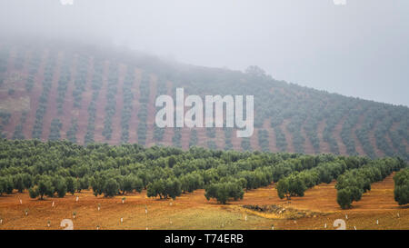 Olive Farm an einem nebligen Hang; Vianos, Provinz Albacete, Spanien Stockfoto