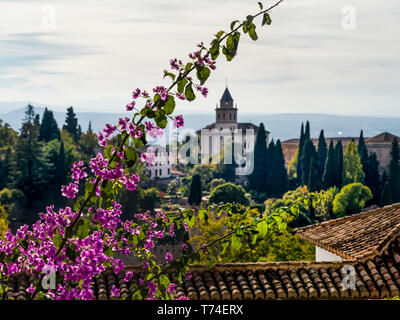 Kirche und Dächer mit einem blühenden Zweig im Vordergrund; Granada, Provinz Granada, Spanien Stockfoto