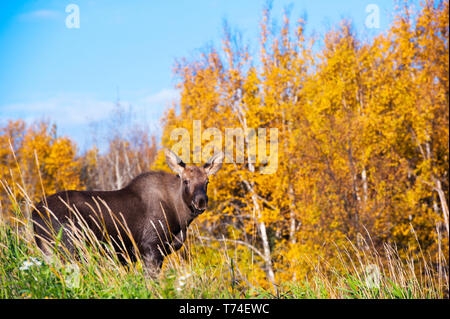Ein junger Elch Kalb (Alces alces) stehen im Gras aus den Coastal Trail in Kincade Park an einem sonnigen Herbst Abend, South-central Alaska Stockfoto