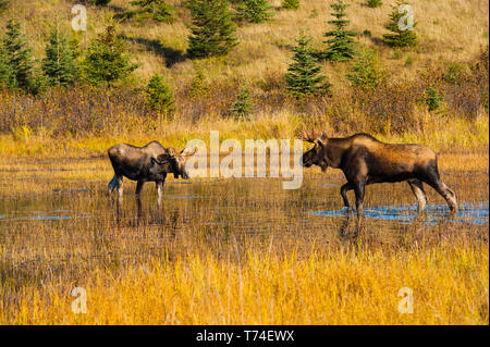 Zwei Bullenelche (Alces alces) stehen in einem Teich, der an einem sonnigen Frühlings- und Südcent-Tag vor dem Coastal Trail im Kincade Park nach Futter Ausschau... Stockfoto