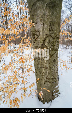 Ein Baum mit Herz und Namen eingeschrieben in die Rinde; Ontario, Kanada Stockfoto